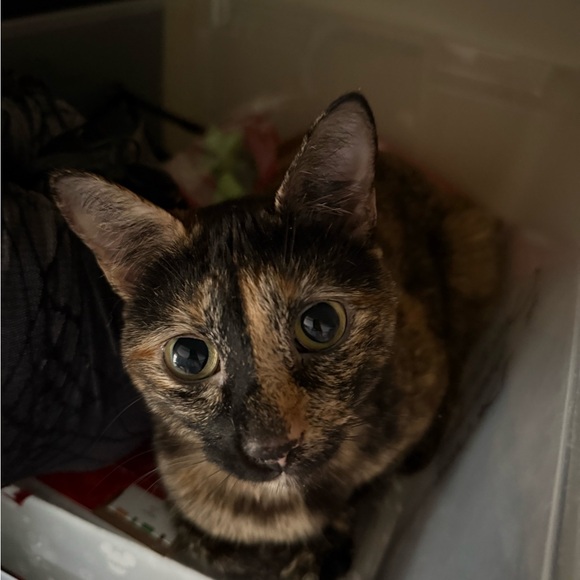 Meet your Posher, Ciara - Picture 3 of 3